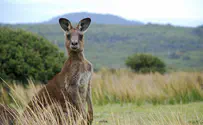 Australian child who went missing from campsite found alive