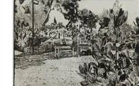 תערוכה חדשה: הכי קרוב לגן עדן