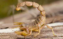 מתים ופצועים: מתקפת עקרבים במצרים