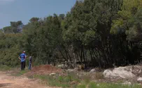 בחזרה אל היער             
