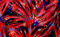 Israeli muscle repair study could lead to better cultivated meat