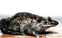 The frog in the boiling water