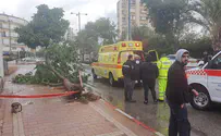 גבר נפצע מקריסת עץ בנתניה, מצבו אנוש