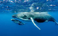 Humpback whale lands on top of boat