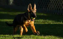 Bidens bring new puppy to the White House