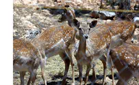 New translation of 'Bambi' - a story about Jewish persecution