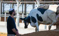צפו: הפרות הגיעו לרפת של מפוני גוש קטיף