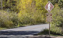 Alleged 'Bigfoot' sighting in Illinois
