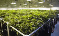 Five arrested after police uncover hydroponic cannabis lab