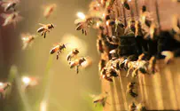 Chilean beekepers protest with thousands of bees