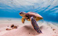Indonesia releases 33 rescued sea turtles 