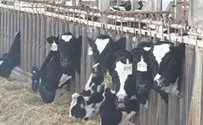 יוני קמפינסקי חלב פרות מהונדסות גנטית לא גורם לאלרגיה