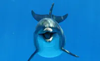 Hamas: We encountered 'killer Zionist dolphins'