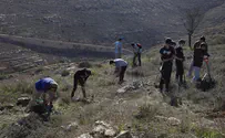מחדשים את היערות הקדומים בגוש עציון