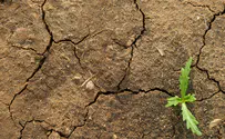 Researchers map photosynthetic properties of fast-growing alga
