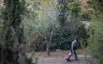 Israel to plant 450,000 trees to counter climate change