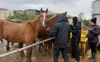 פינוי בעלי החיים הכי גדול שהיה בישראל
