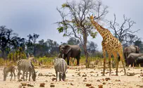 Global wildlife population declines even worse than believed