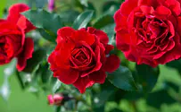 Man indicted for picking protected flowers