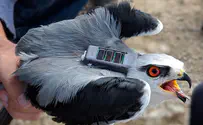 This technology provided early warning of bird flu epidemic
