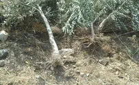 250 Jewish Trees
