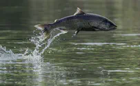 צילום: iStock תותח הסלמון: לירות דגים באוויר