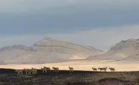 עדר הפראים חצה את המכתש