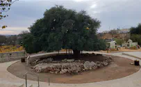 Happy Tu B’Shvat!