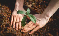 Nonprofit hopes to plant 20,000 trees in Judea and Samaria