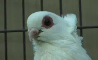 'Rouge' bird defecates on Biden mid-speech 