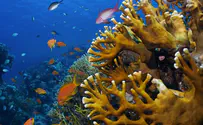 Israeli researchers solve mystery of glowing coral