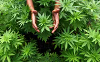 Police officer arrested for growing marijuana