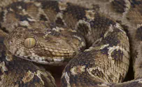 Israeli soldier in serious condition after being bitten by snake