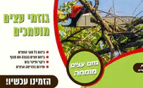 גיזום וכריתת עצים עם אומן הגיזום
