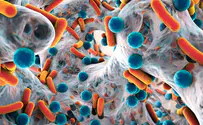 This is how diverse microbial communities remain stable