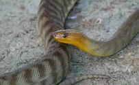 לוחם נפצע באורח קשה מהכשת נחש בבסיס בצפון