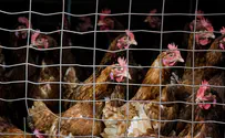 Israel approves: No more cage systems will be built