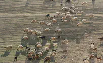 Led like sheep