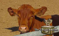 The Logic Defying Power of the Red Heifer Ashes