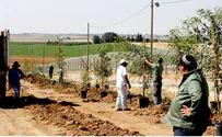 העצים יגנו על תושבי עוטף עזה
