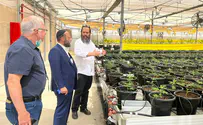 יועצי רפואה יוכשרו בתחום הקנאביס הרפואי