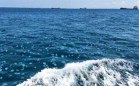 Jellyfish swarm in Israel may not be indicative of pattern