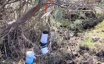 התגלו בארץ יתושים נגועים בקדחת הנילוס