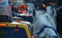 Watch: Horse collapses in the middle of New York street