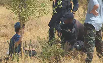 Civil Administration to uproot trees near Jewish settlement?