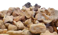 Archaeologists unearth collection of ancient knuckle bones