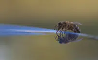 'Jokes swarming:' Canadian politician swallows bee mid-speech