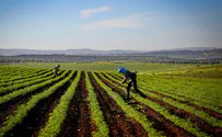 The excitement of the shmita year: challenges with opportunities