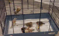 המנהל האזרחי תפס מבריח ציפורים בגשר אלנבי