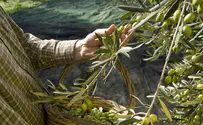 You can Still Share in the Mitzvah & Brocha of Shmitta